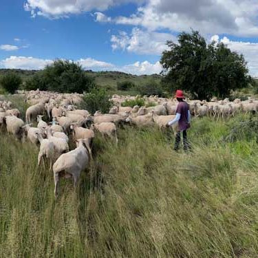 Dwarsvlei-Farm-Blog-Page-Collecting-Sheep