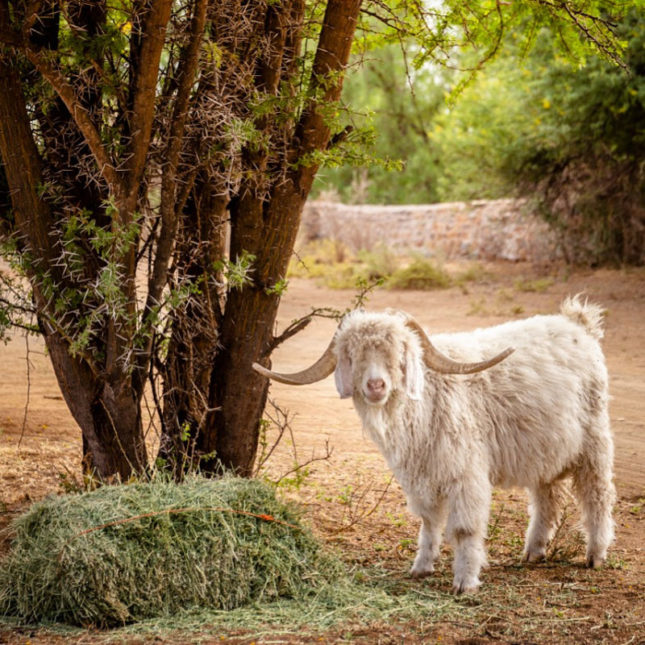 Functions-Wedding-Venue-Dwarsvlei-Farm-Karoo-Middelburg-Eastern-Cape-Goat