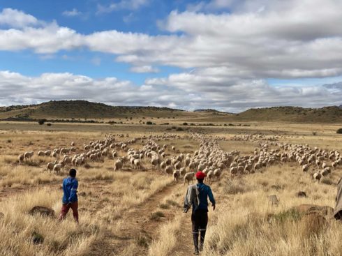 Rustic-Karoo-Accommodation-at-Dwarsvlei-Farm-Gallery-Collecting-Sheep-in-Winter