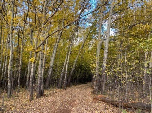 Rustic-Karoo-Accommodation-at-Dwarsvlei-Farm-Gallery-Popplers-in-Autumn